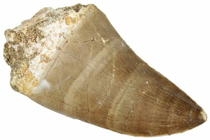 Fossil Mosasaur (Prognathodon) Tooth - Morocco #322708